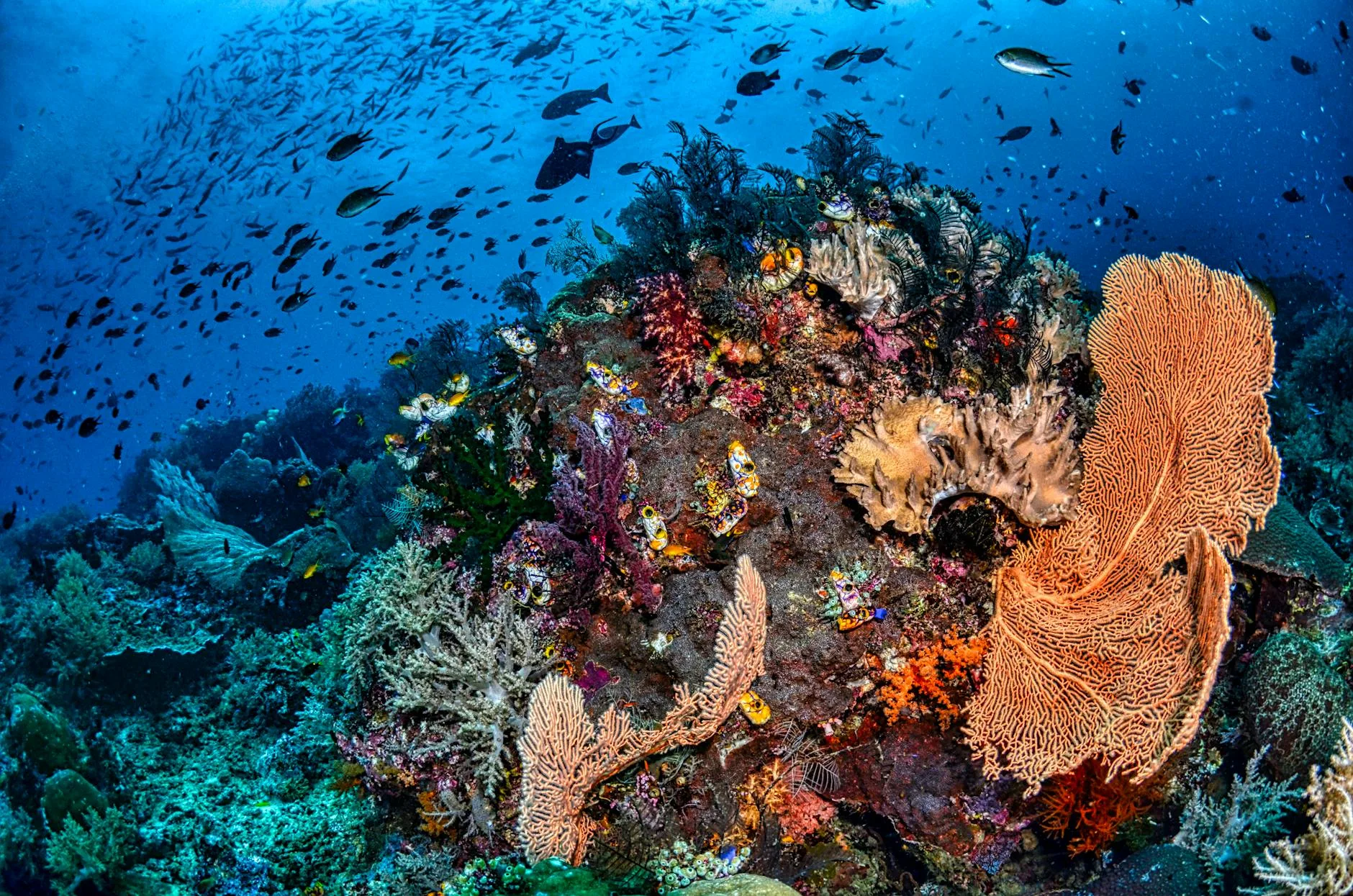 Vibrant coral reef teeming with tropical fish in Indonesia's crystal-clear turquoise waters