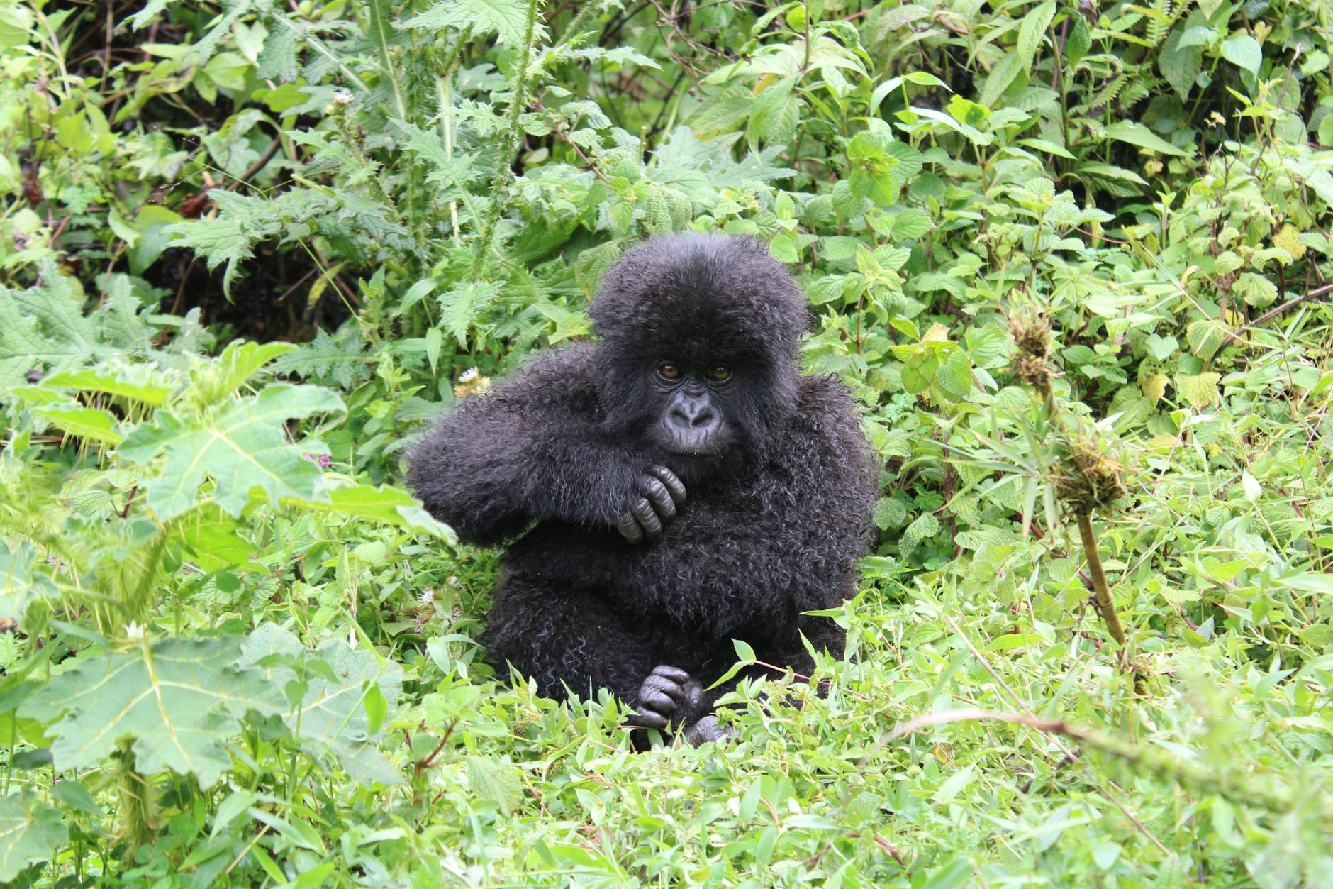 Gorilla Trekking Uganda vs Rwanda: Permit Costs, Trek Difficulty & Terrain