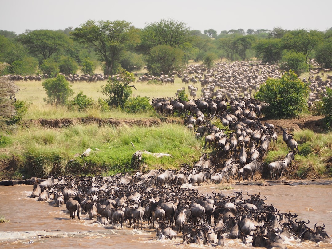 serengeti migration when to go and where to stay