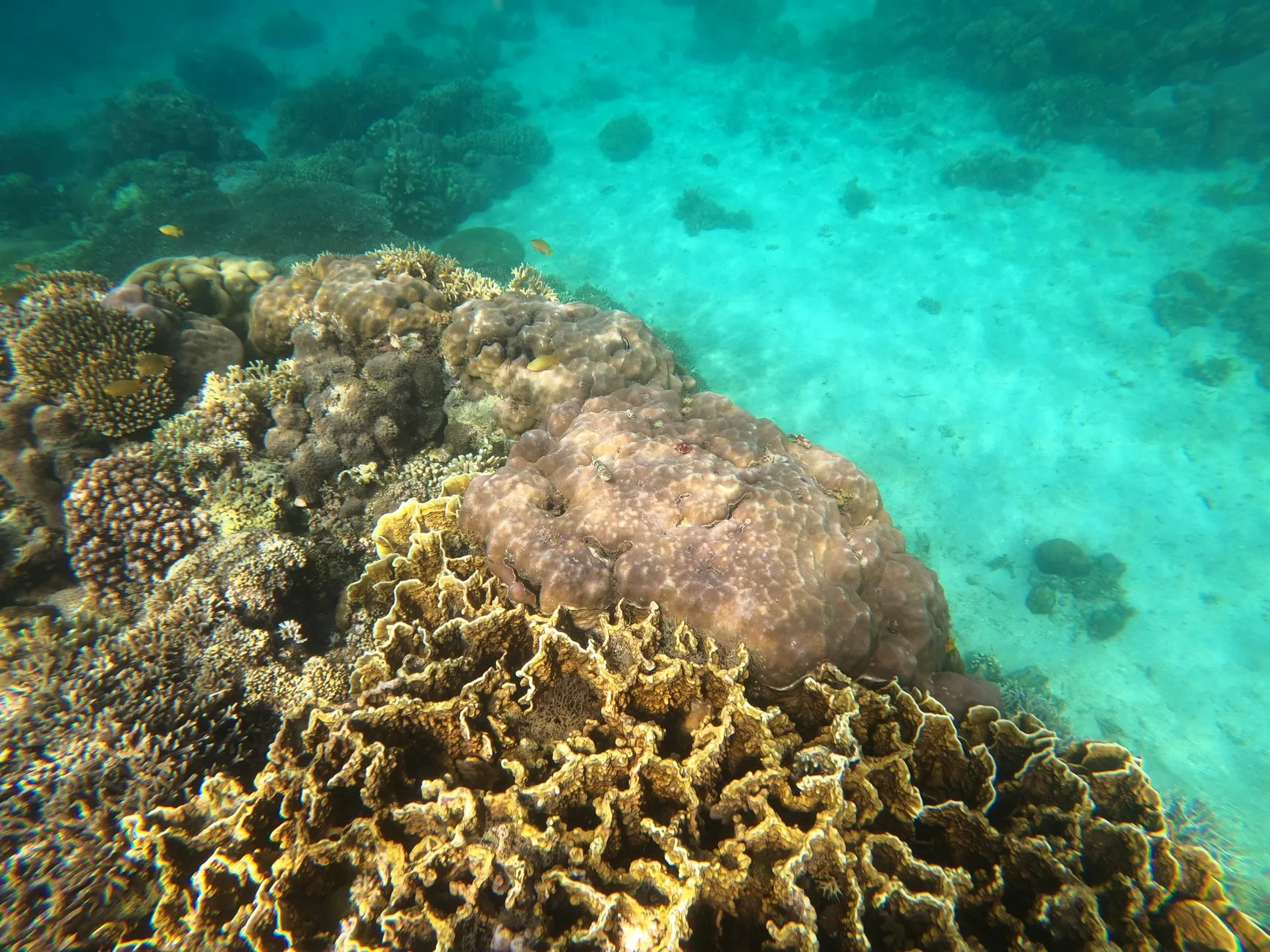 Beginner scuba diver exploring vibrant coral reef with tropical fish in the Philippines
